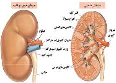 کلیه